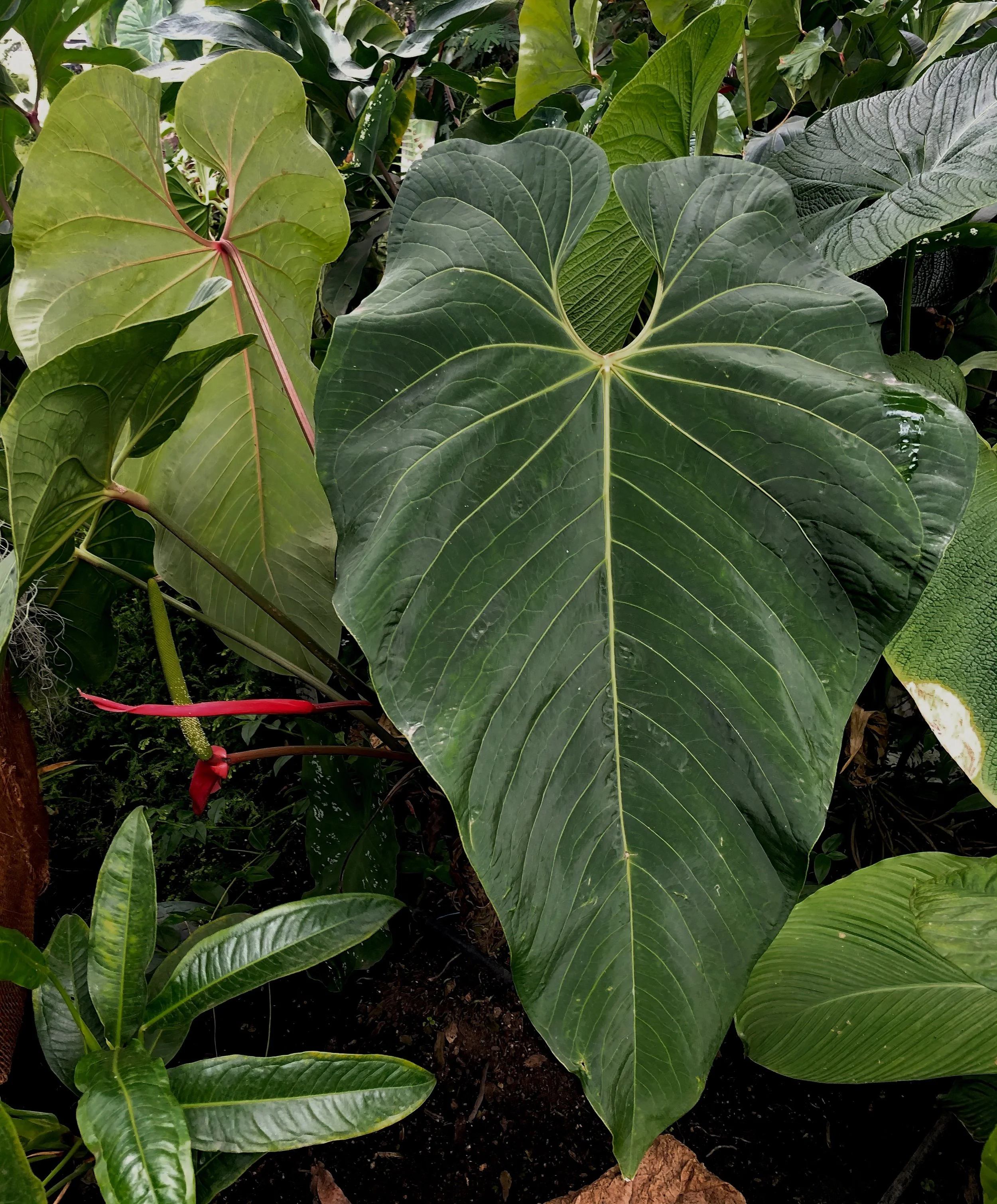 1980s Taro & Anthurium Tropical Carving 1980s Taro & Anthurium Tropical Carving